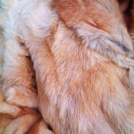 Палто от 100% естествена кожа от лисица, снимка 15 - Палта, манта - 11572087