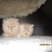 Персийски котенца , малки пухове 
