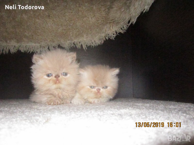 Персийски котенца , малки пухове , снимка 1