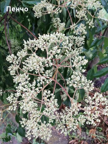 Продавам фиданки от медоносното дърво на пчеларя Еводия Даниели, разсад дървета Еводиа дръвчета мед, снимка 2 - Сортови семена и луковици - 22837988