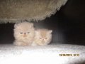 Персийски котенца , малки пухове , снимка 1