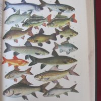 1983 год. Книга за животните и рибите Русия, снимка 9 - Други - 24608150
