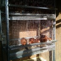 Оборудвани клетки за пъдпъдъци и кокошки, снимка 18 - Кокошки и пуйки - 18150061