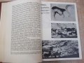 Книга "Чудната история на изкуството-Драган Тенев"-312 стр., снимка 4
