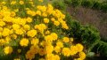 продавам цветя Кореопсис - разсад за пролетно засаждане, снимка 8