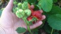 Питомни ягоди Мадам Муто, снимка 8