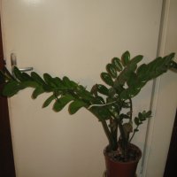 Замиокулкас, снимка 2 - Стайни растения - 11435870