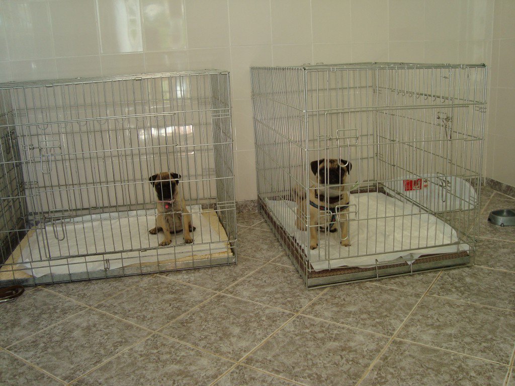 Хотел за животни в Други в гр. Севлиево - ID14449546 — Bazar.bg