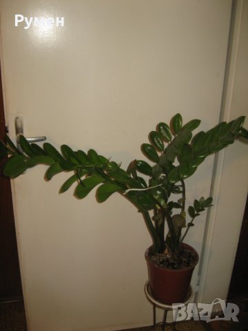 Замиокулкас, снимка 2 - Стайни растения - 11435870