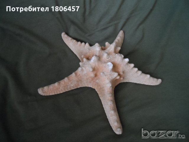 голяма морска звезда, снимка 14 - Антикварни и старинни предмети - 21356956