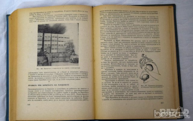 Овощарство Й Стоичков, В Велков, С Попов, Т Ангелов, Л Джилянов, Ц Цолов, С Топчийски, Р Панова, снимка 3 - Специализирана литература - 23433833
