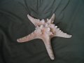 голяма морска звезда, снимка 14