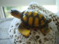 жълта костенурка, снимка 1