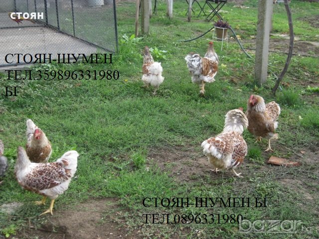 ПРОДАВАМ ЯЙЦА ЗА ЛЮПЕНЕ И ПИЛЕТА ОТ ЕЛИТЕН ГОЛЯМ ВИАНДОТ-СПЛАШ, снимка 3 - Кокошки и пуйки - 20889880