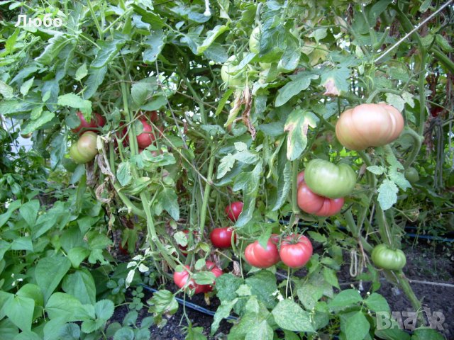 Разсад и семена от домат-Малинов винконте, снимка 2 - Сортови семена и луковици - 17473071