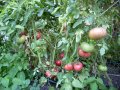 Разсад и семена от домат-Малинов винконте, снимка 2