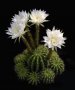 Кактус Ехинопсис (Echinopsis eyriesii), снимка 1 - Градински цветя и растения - 20553660