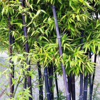 100 броя бамбукови семена от Декоративен бамбук Moso Bamboo лилав зелен цветен черен МОСО БАМБО нов, снимка 16 - Сортови семена и луковици - 19674238