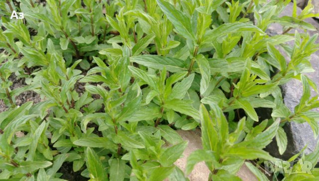 продавам ароматен джоджен - корени със стъбла и листа, снимка 8 - Сортови семена и луковици - 25182514