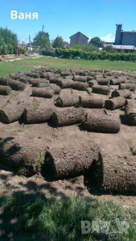 Тревен чим, снимка 6 - Градински цветя и растения - 16143388