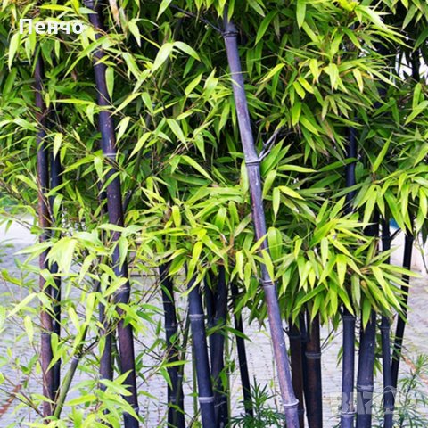 100 броя бамбукови семена от Декоративен бамбук Moso Bamboo лилав зелен цветен черен МОСО БАМБО нов, снимка 16 - Сортови семена и луковици - 19674238