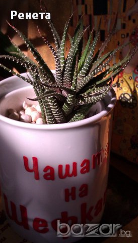 Продава Хавортия атенуата - много лесна за отглеждане, снимка 4 - Стайни растения - 14050907