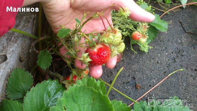 Питомни ягоди Мадам Муто, снимка 6 - Градински цветя и растения - 11542844