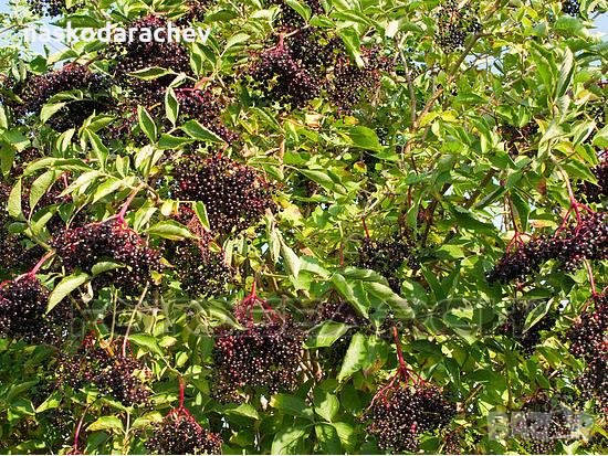Фиданки Черен дървовиден бъз, Свирчовина (Sambucus nigra), снимка 4 - Градински цветя и растения - 23839592