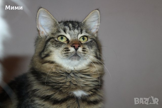 Сибирски  котенца Siberian  Cat, снимка 13 - Сибирски - 17543332