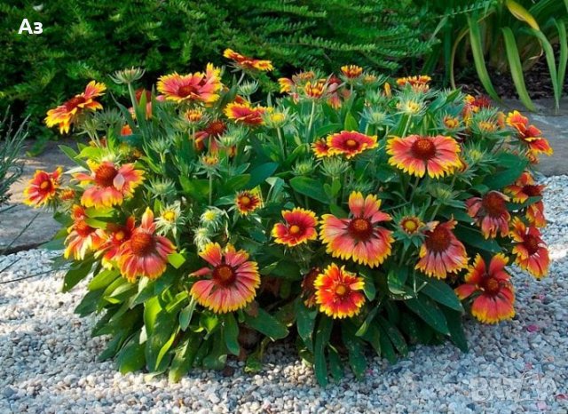 Продавам цветя Гайлардия - разсад (корен с издънки и стъбло), снимка 15 - Градински цветя и растения - 26029276