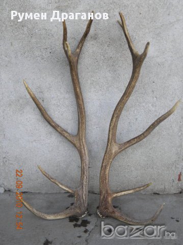 Еленови рога без череп