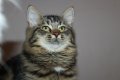 Сибирски  котенца Siberian  Cat, снимка 13