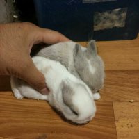Мини  зайци от мини ферма, снимка 10 - Декоративни зайчета - 26037003