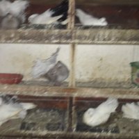 Продавам гълъби , снимка 2 - Гълъби - 20669684