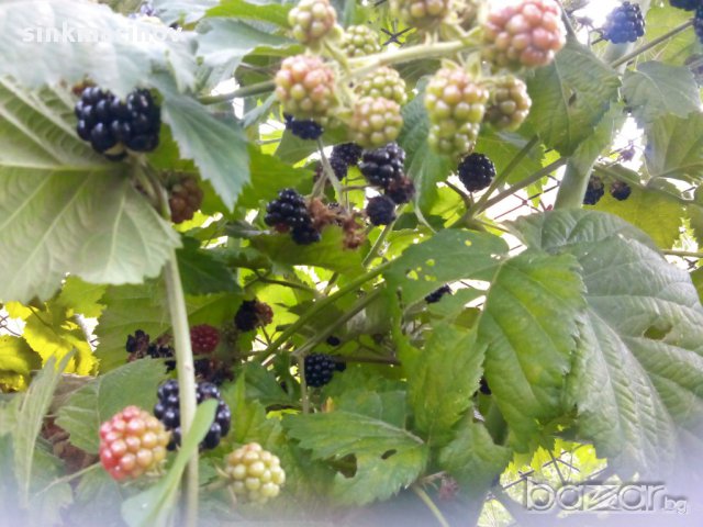 Къпина без бодли, снимка 2 - Градински цветя и растения - 10111872