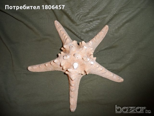голяма морска звезда, снимка 13 - Антикварни и старинни предмети - 21356956