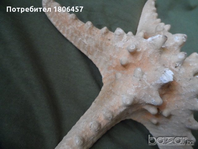голяма морска звезда, снимка 3 - Антикварни и старинни предмети - 21356956