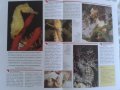 Енциклопедия Чудния свят на животните., снимка 4