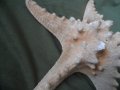 голяма морска звезда, снимка 3