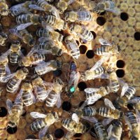 Пчелни майки, снимка 2 - Други животни - 18653942