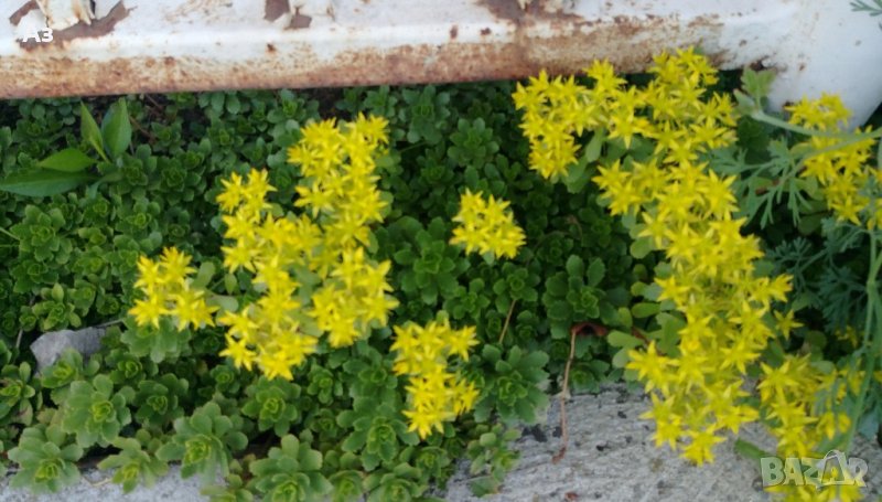 Продавам цветя за бордюр - 4 вида, снимка 1