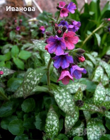 Пулмонариа, снимка 2 - Градински цветя и растения - 22532505