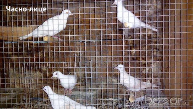 Смеещисе гугутки, снимка 2 - други­ - 19713401