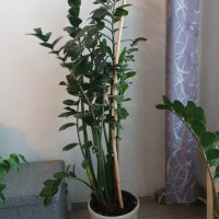 Замиакулкус, снимка 3 - Стайни растения - 24239918
