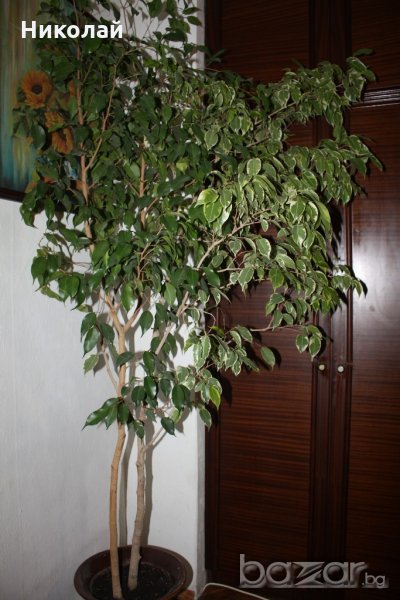 Бенджамин 260 см., снимка 1