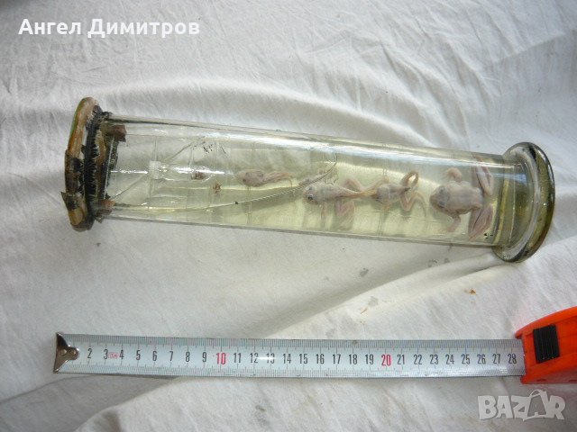  Соц. препарирани жаби във вода , снимка 2 - Антикварни и старинни предмети - 21880947