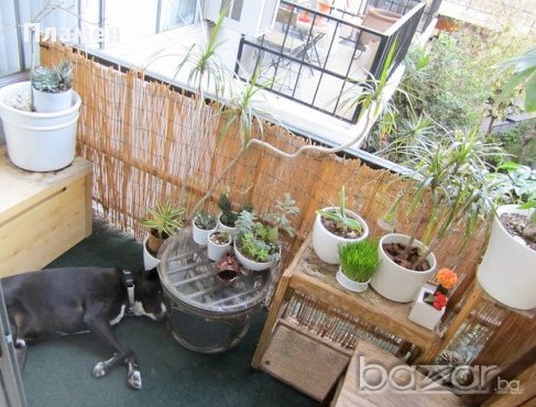 Тръстикови покривала, рогозка за огради, тераси,пано,плет за сянка , от(1x3м.)до(2x5м.)и др. Размери, снимка 7 - Градински цветя и растения - 7726228