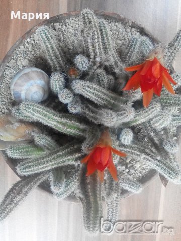 Красив кактус, снимка 3 - Подаръци за мъже - 18256059