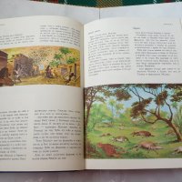 Илустрована библиja за младе - Библия в картинки за деца    , снимка 3 - Специализирана литература - 23353394