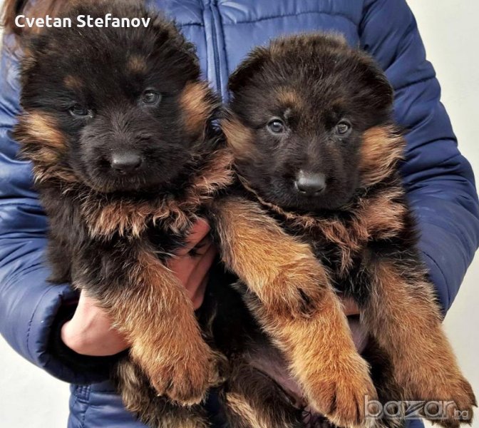 Развъдник за чистокръвни немски овчарки, снимка 1